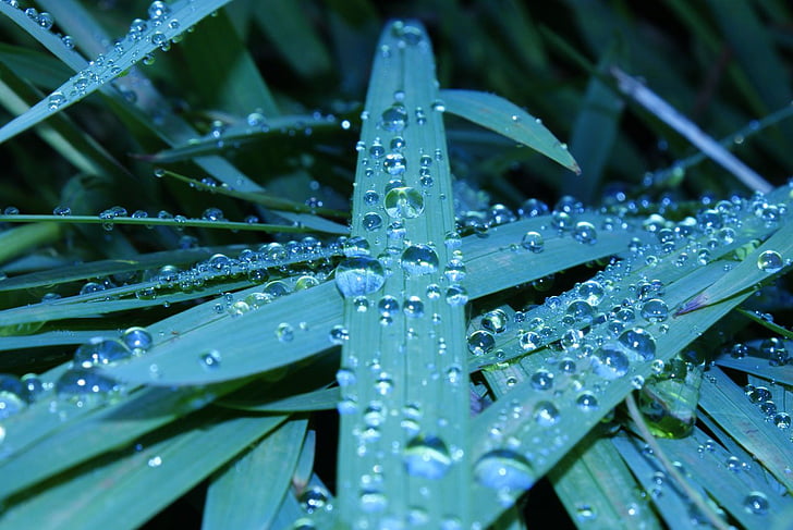drop, water, drops, wet, grass, plant, nature