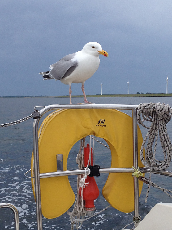 seagull, bird, water, sailboat