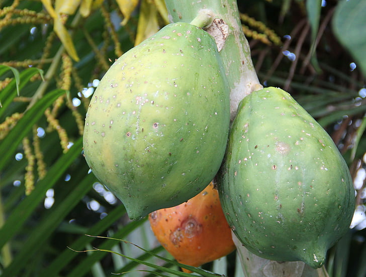 papaia matura, papaya acerba, Estratto di papaya, esotici, frutta esotica, frutta, raccolto di albero di melone