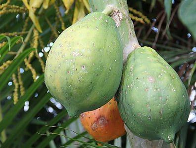 ripe papaya, unripe papaya, carica papaya, exotic, exotic fruits, fruit, melon tree crop
