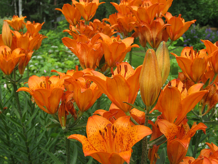 the emperor's crown, brown lily, garden, lily