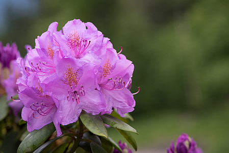Rhododendron, Anläggningen, Rhododendron, våren, naturen, Blomställning, blommande buske