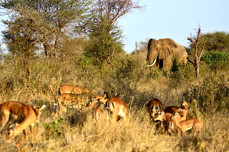 slon, Impala, Gazella, Amboseli, Afrika, Keňa, Safari