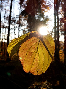 лес, Природа, Осень, Флора, лист, листья, Искрящая