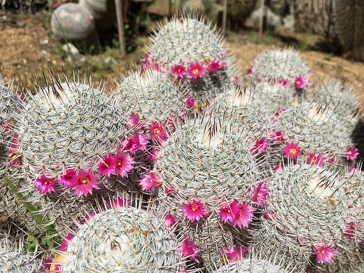 cacto, -de-rosa, flor