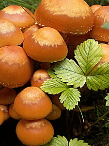 蘑菇, 宏观, jahodiní, penízovka 绒