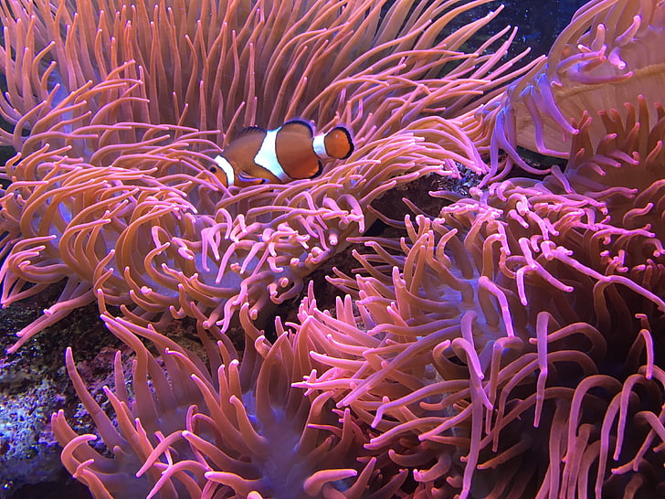 akuarium, ikan, dunia bawah laut, air, warna-warni, ikan laut, Nemo