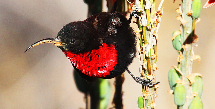người đứng đầu bóng đỏ ngực, con chim, Namibia