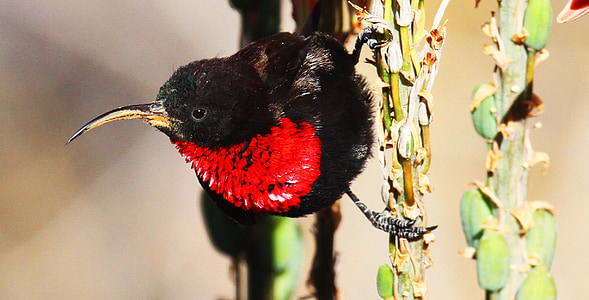 teste di petto rosso lucido, uccello, Namibia