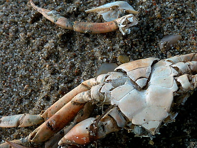 cancer panzer, cancer, shellfish, pliers, crab, meeresbewohner, beach