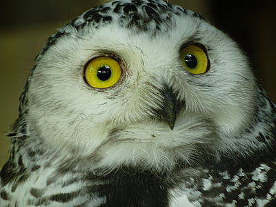 owl, zoo, way, snowy owl, face, night active, nature