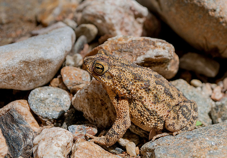 frog, toad, amphibian, tropical, nature, wildlife, poison