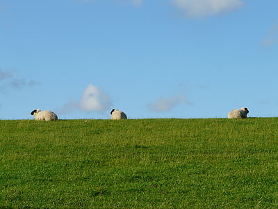 ovce, skupina, zvyšok, obavy, graze, vlna, Rhön ovce