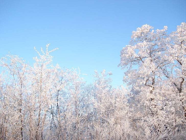 vinter, snö, Winter forest, träd i snön, naturen, träd, säsong