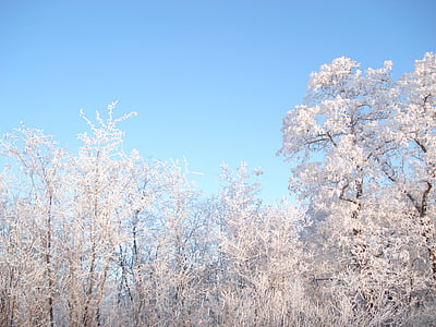 winter, sneeuw, winter forest, bomen in de sneeuw, natuur, boom, seizoen