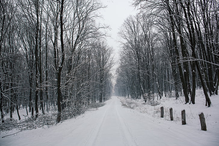 krajolik, fotografije, snijeg, pokrivena, ceste, goli, stabla