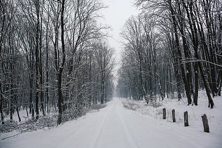 краєвид, Фотографія, сніг, покриті, дорога, голі, дерева