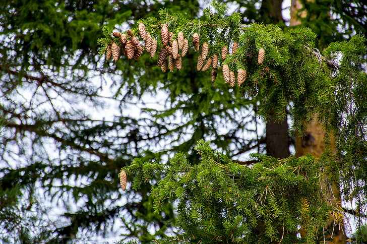 spruce, cones, forest, needles, branch