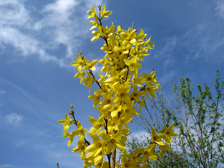 Forsythia, fiori, giallo, azzurro cielo, Nuvola, primavera, albero