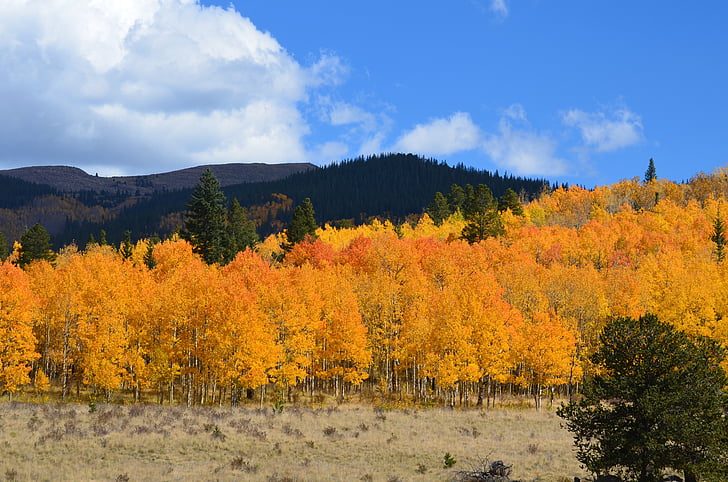 rudenį, lapija, miško, geltona, oranžinė, rudenį, spalvinga
