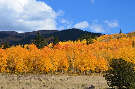 hösten, lövverk, skogen, gul, Orange, faller, färgglada