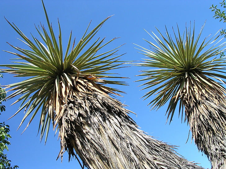 Yucca, thompsoniana, Stamm der yucca