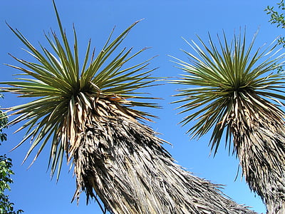 Yucca, thompsoniana, łodyga yucca