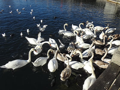 Cisne, cisnes, Lago dos cisnes, Lago de Zurique, água, Branco, azul