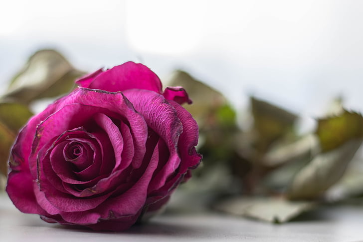 rose, dying, flower, love, symbolic, plant, floral