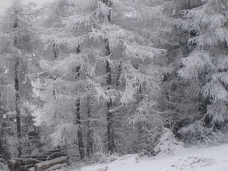 ฤดูหนาว, ภูเขา, หิมะ, ต้นไม้, ธรรมชาติ, ป่า, เย็น - อุณหภูมิ