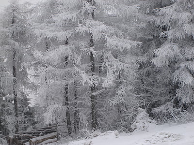 vinter, bergen, snö, träd, naturen, skogen, kalla - temperatur