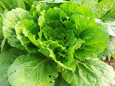 chinese cabbage, plants, green, vegetables