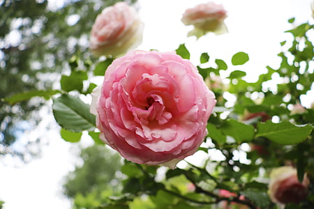 rosa, Bloom, fiore, rosa, Blossom, natura, floreale