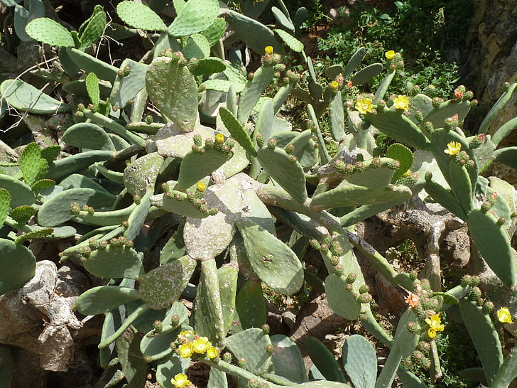 cactus, flor, floración, estímulo de la, planta, invernadero de cactus, Espinosa
