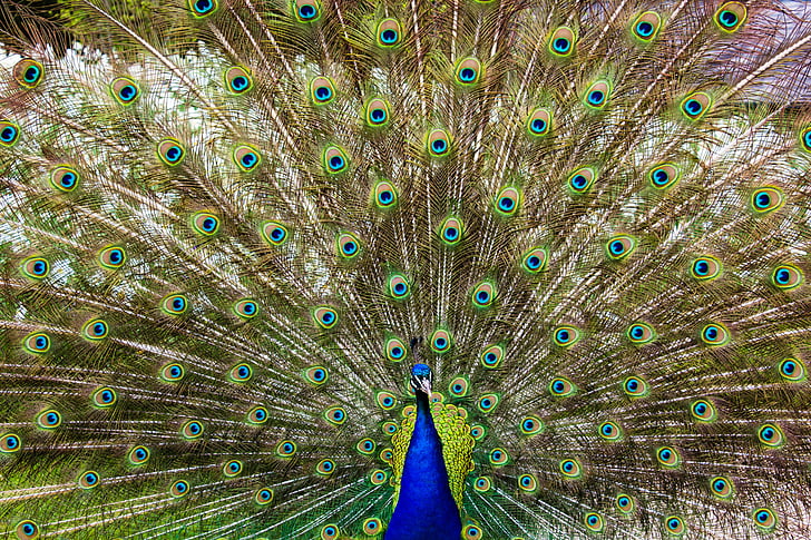 peacock, bird, wildlife, feathers, blue, green