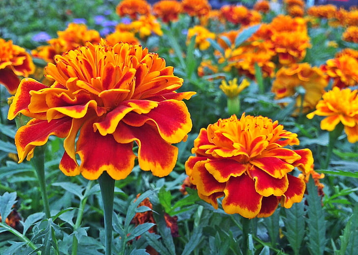 Marigold, květ, závod, květ, zahrada, jaro