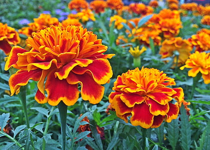 marigold, flower, plant, blossom, garden, spring