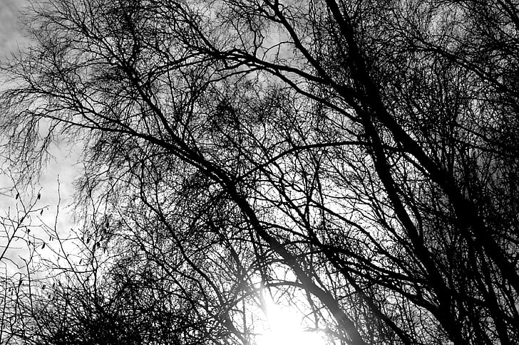 drzewa, zimowe, czarny biały, Natura, odkryty, zimno, drzewo