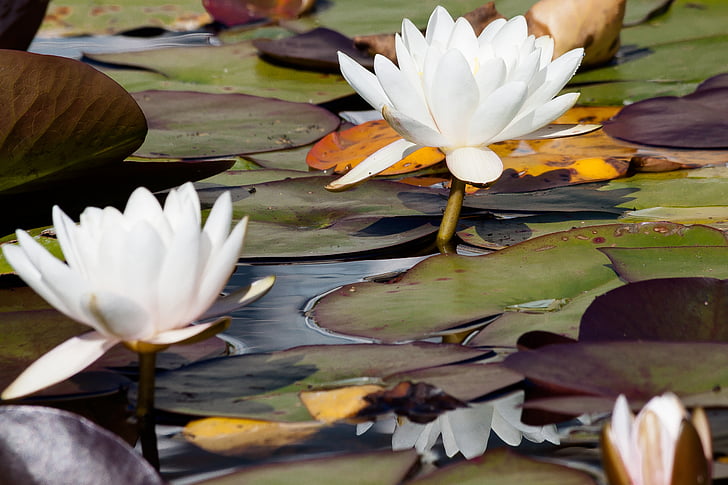 water lilies, nymphaea, william doogue, lake rose, aquatic plants, petals, white