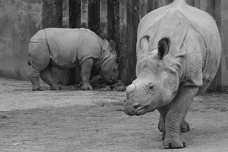Rhino, rinoceronte bebé, animal, mamíferos, becerro