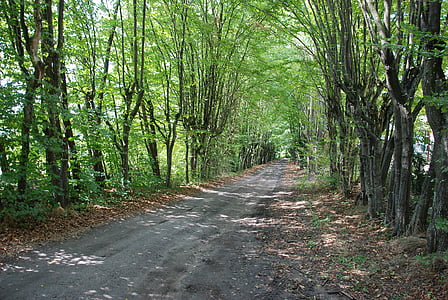 Podlaski, avanç, el camí, manera, bosc, natura, arbre
