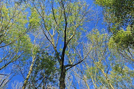 crown, green, blue, forest, sky, canopy, tribe