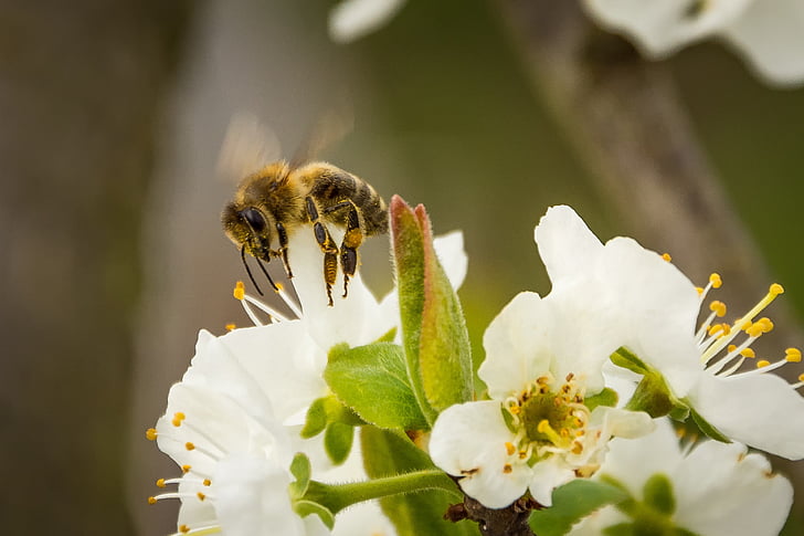 Bee, včelí med, kvet, kvet, hmyzu, API, zviera