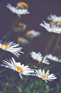 daisies, white daisies, flowers, summer, nature, daisy, flower