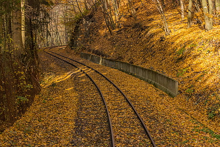automne, jaune, rails, avar, chemin de fer, nature, Forest