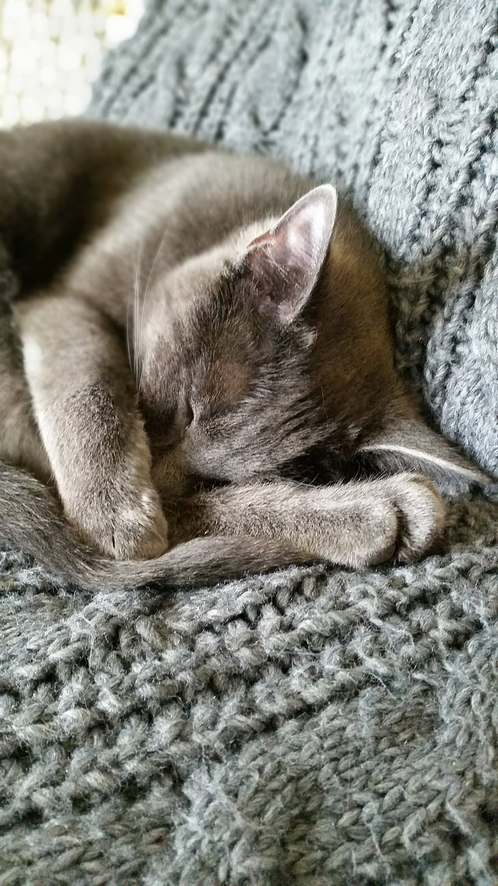 mačka, sivá, spí