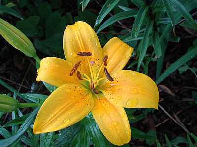 lily, yellow, asiatic, flower, blossom, petal, bloom