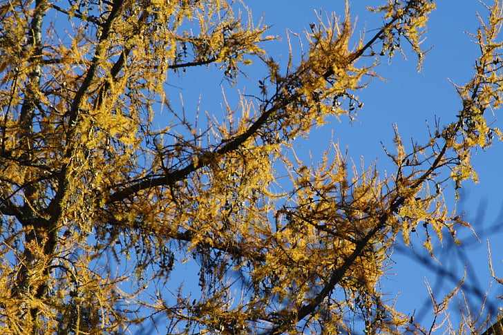 larch, tree, yellow, sky, blue