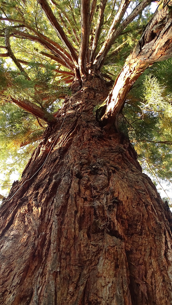 strom, protokol, Sequoia, dřevo, Stromová kůra, stín, kmen