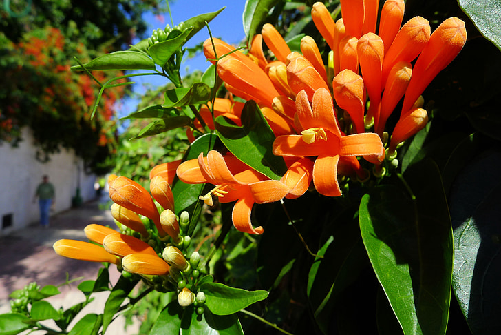 oranžový květ, Tenerife, alej, žlutá, Příroda, květ, závod
